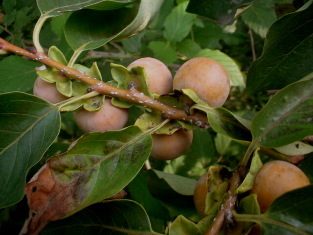 Diospyros lotus / Albero di S.Andrea